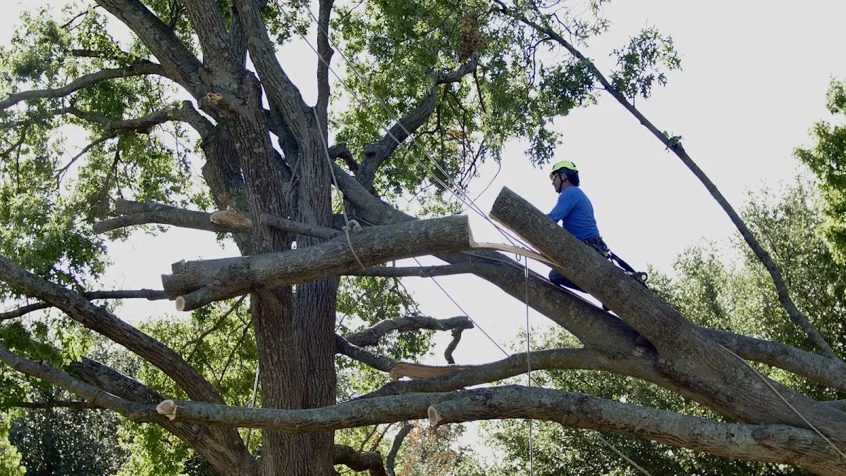 Professional Crown Thinning performed by certified arborists in Parshall